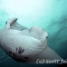 ray_manta_stam_h_0199_yap0666.jpg